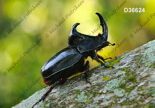 Black Pan Beetle (Enema pan)